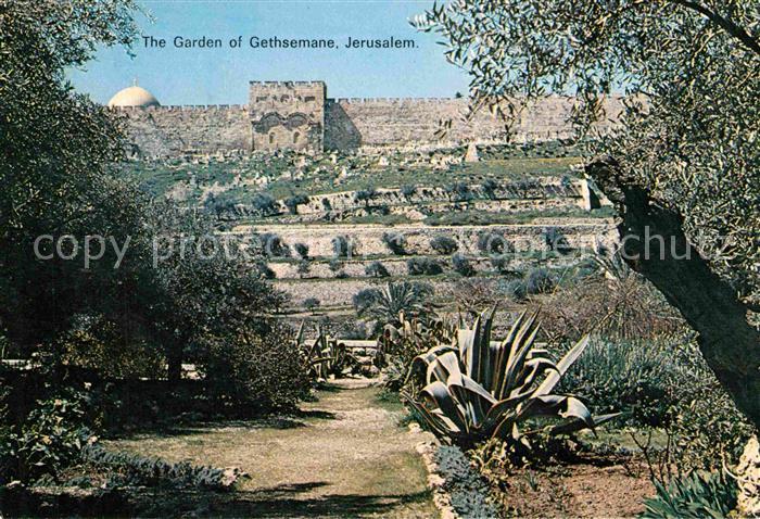 Jerusalem Yerushalayim the Garden of Gethsemane