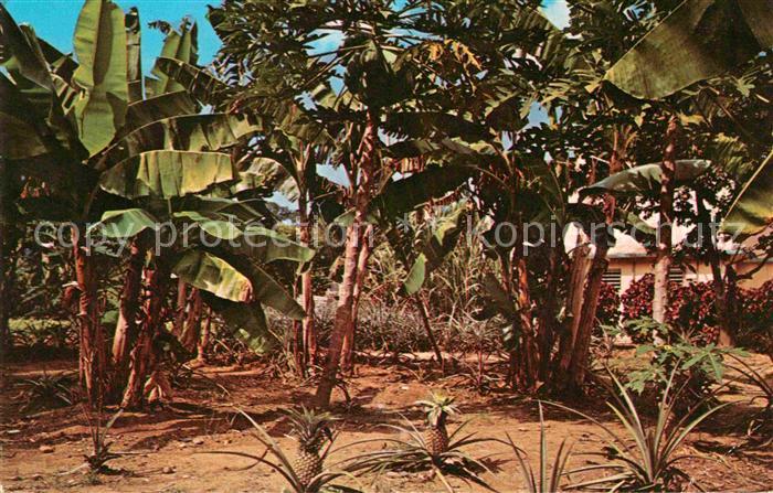 Bananen Banana Trees Pineapple Grown Puerto Ric