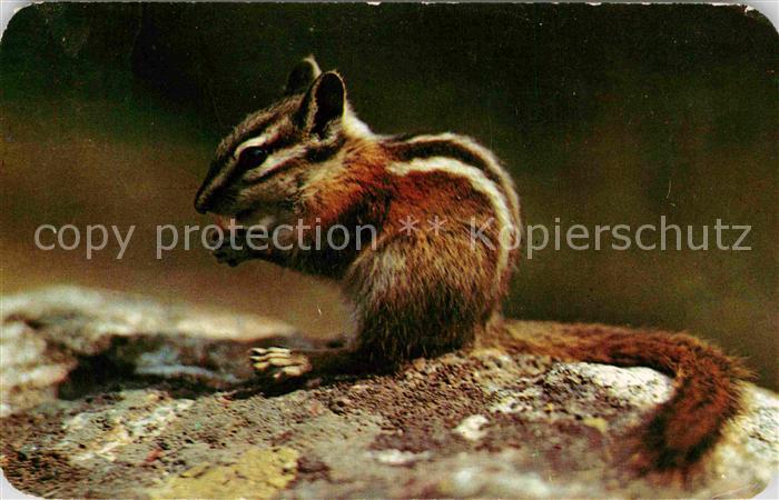Eichhoernchen Chipmunk Streifenhoernchen