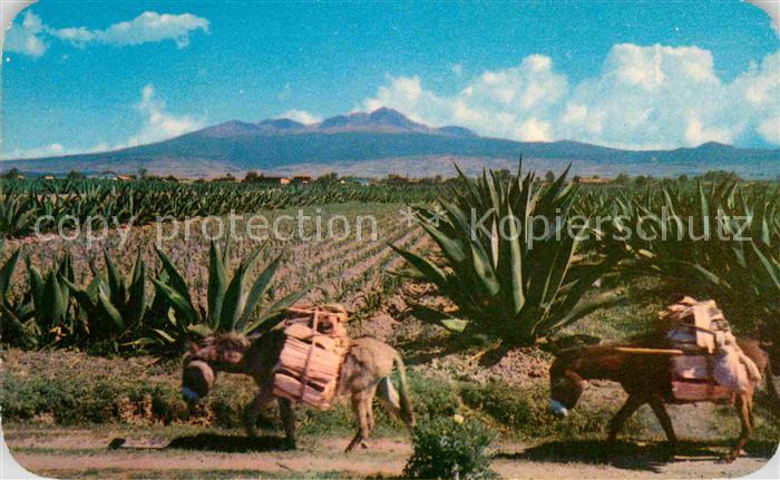 Esel Tiere Burros Maguey Nevada de Toluca Mexico