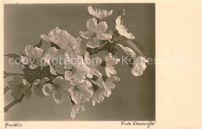 Blumen Kirschblüte Foto Trude Schaumlöffel