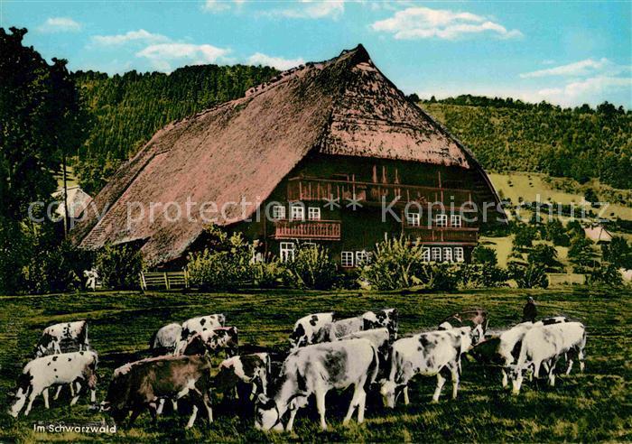 Schwarzwaldhaeuser Kühe