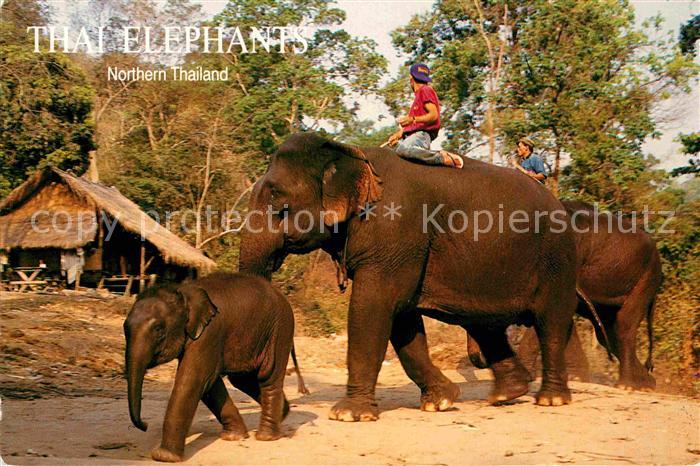 Elefant Thai Elephants Northern Thailand