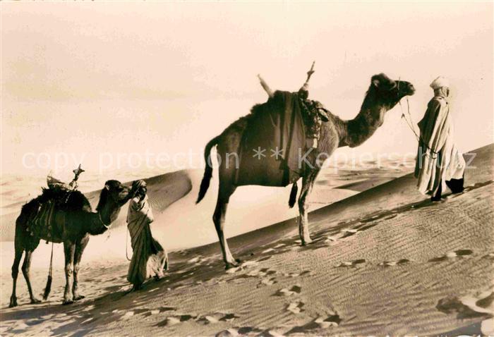 Typen Arabien Piste desertique Kamele