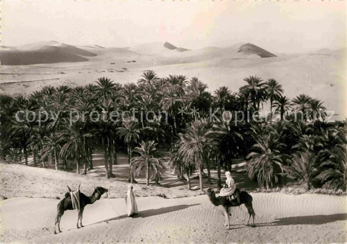 Typen Arabien Palmeraie dans le Sud Kamele