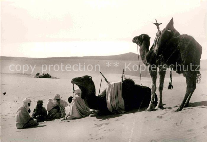 Kamel  Camel Chameau Halte Campament