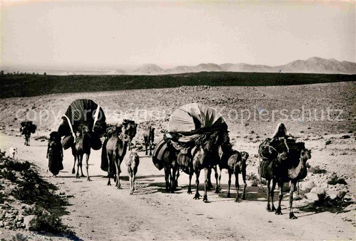 Kamel  Camel Chameau Famille nomade en transhumance