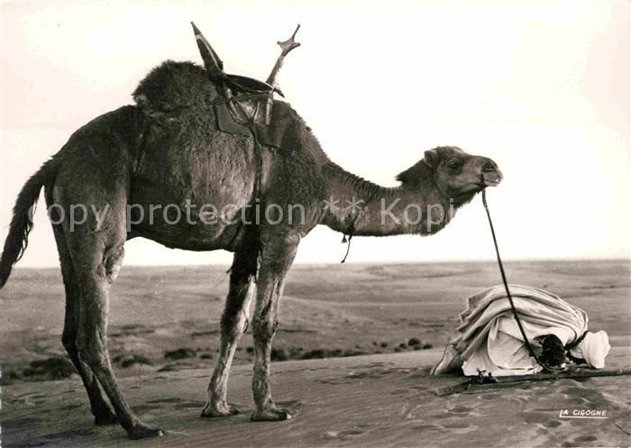 Kamel  Camel Chameau Derniere priere