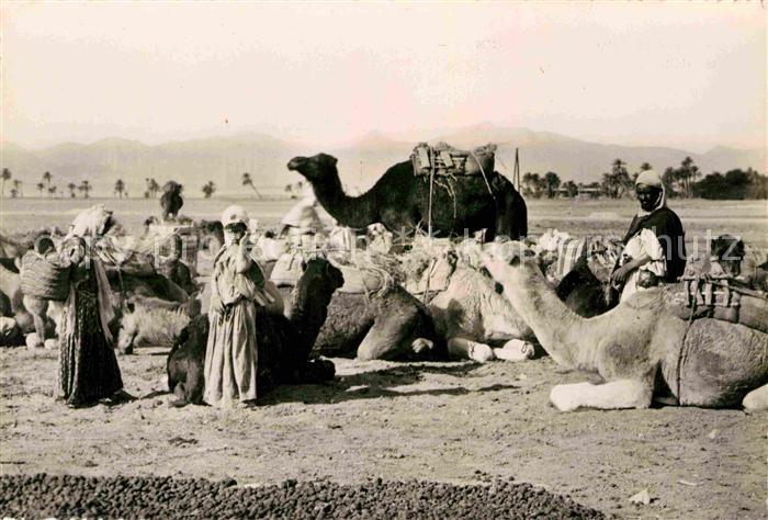 Kamel  Camel Chameau Halte pres de l'Oasis