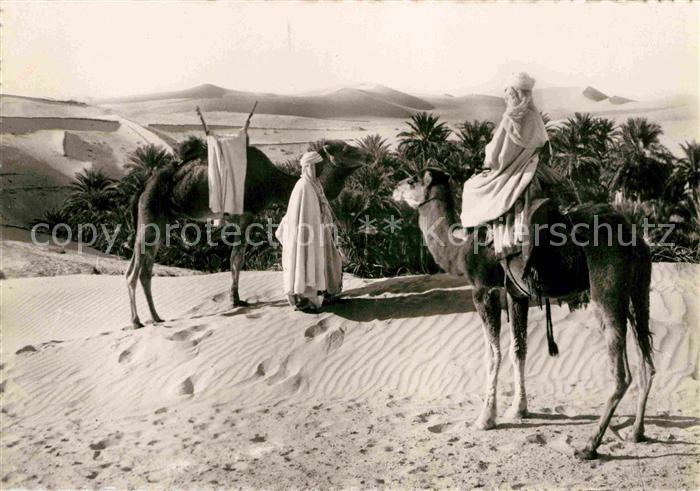 Kamel  Camel Chameau Vue de la Palmeraie