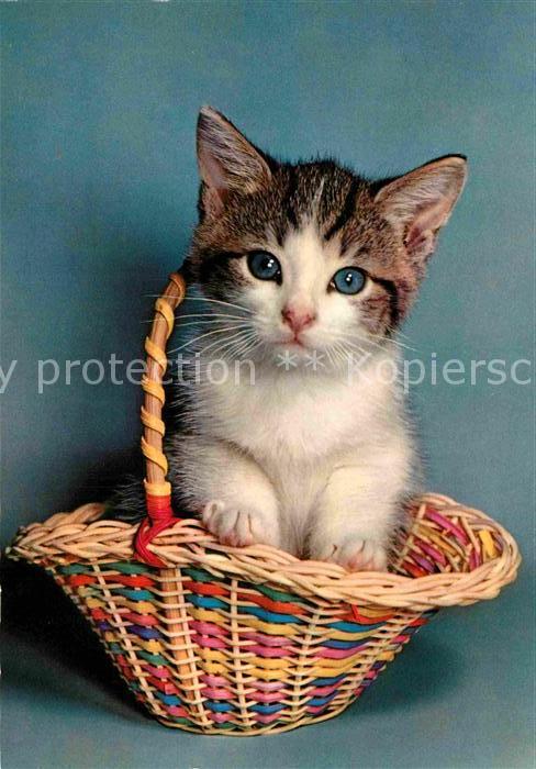 Katzen