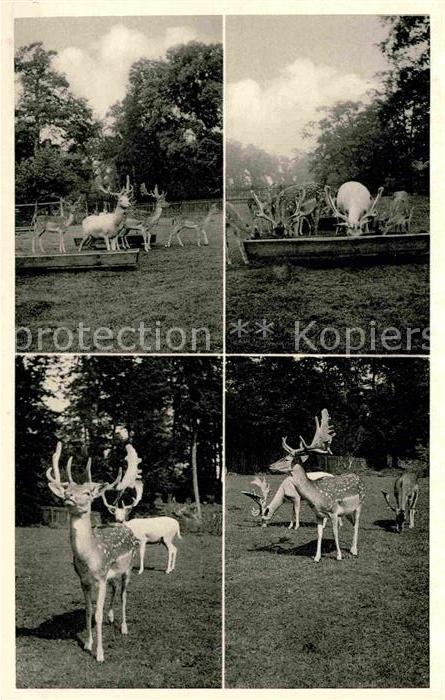 Dornholzhausen Taunus Wald Cafe Hirschgarten