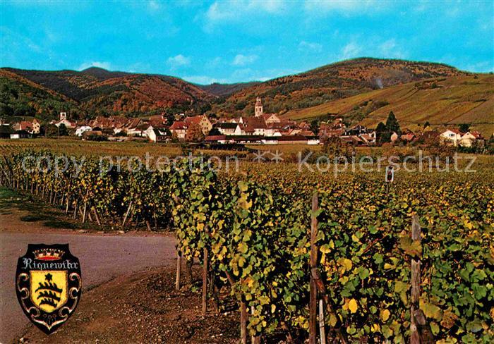 Riquewihr Haut Rhin Panorama Weinreben