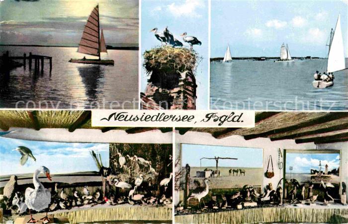 Neusiedl See Seepartien mit Schwaenen Stoerche