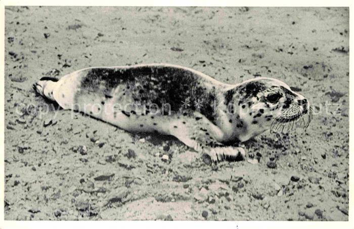 Seehunde Robben Nordsee