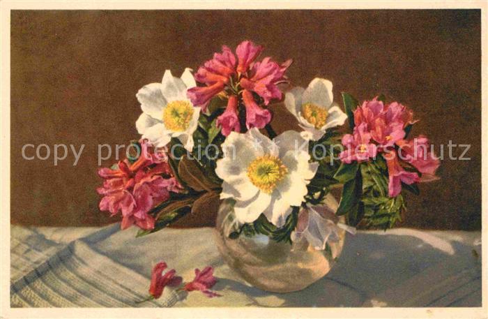 Blumen Rostblättrige Alpenrose Weisse Alpenane