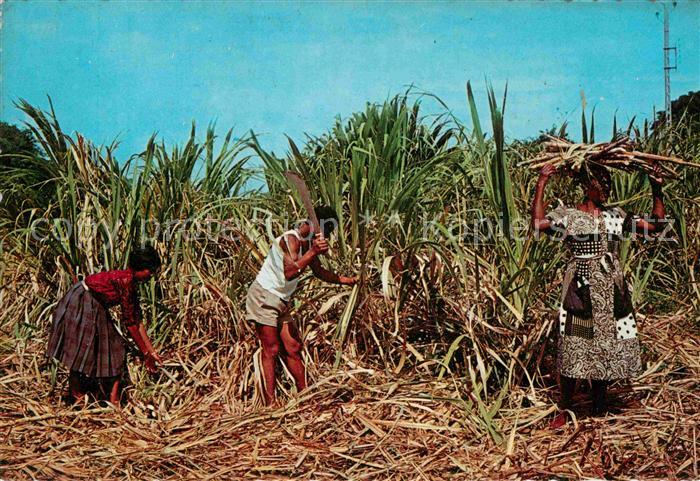 Landwirtschaft Zuckerrohr Tropical Caribbean Natives c