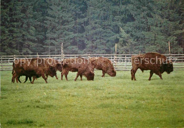 Tiere Wisent Jagdschloss Eulbach Englischer Garten
