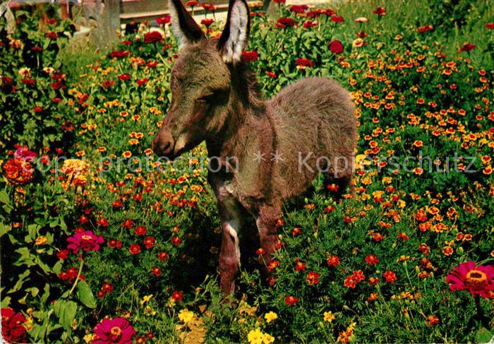 Esel Tiere