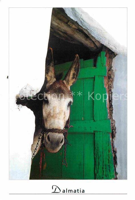 Esel Tiere Dalmatia
