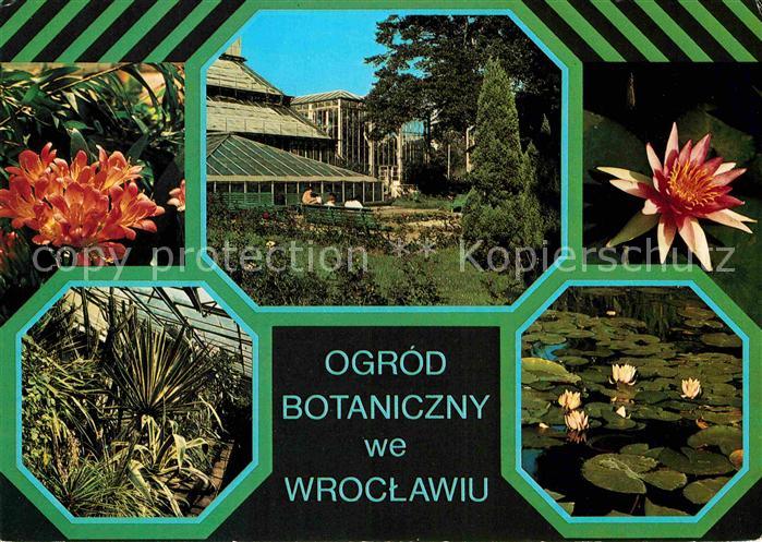 Wroclaw Ogrod Botaniczny Uniwersytetu Wroclawskiego Kwiatostan kliwii