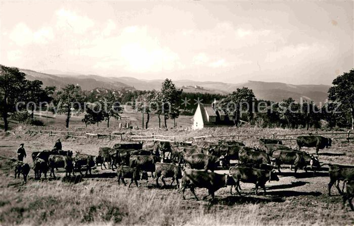 St Andreasberg Harz Kuehe