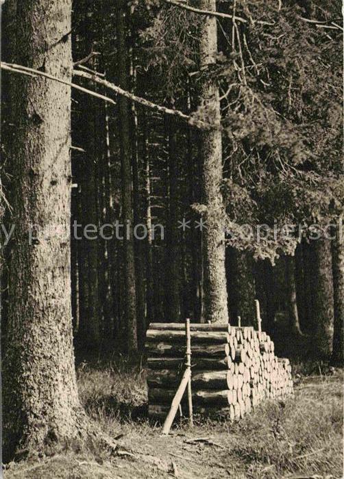 FREUDENSTADT BW Waldpartie