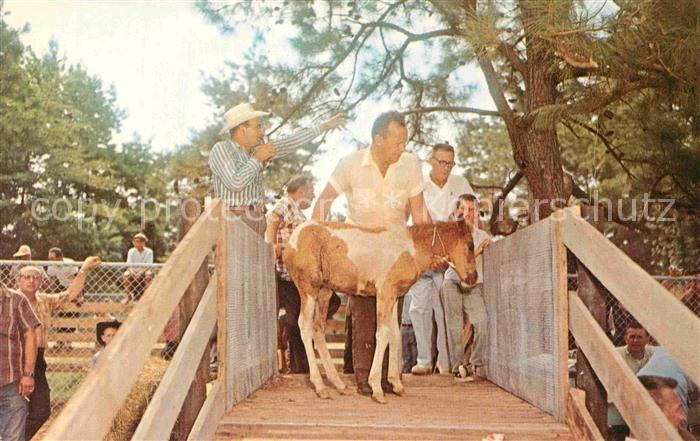 Chincoteague Auction Chincoteague Pony Penning
