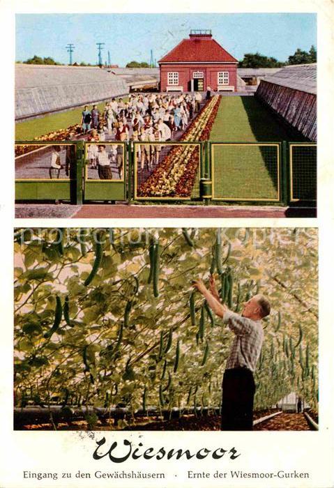 Wiesmoor Eingang zu den Gewaechshaeusern Ernte Wiesmoor Gurken