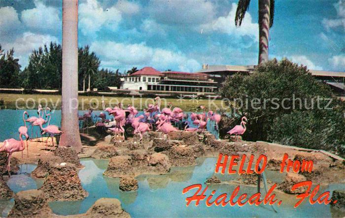 Hialeah Flamingos
