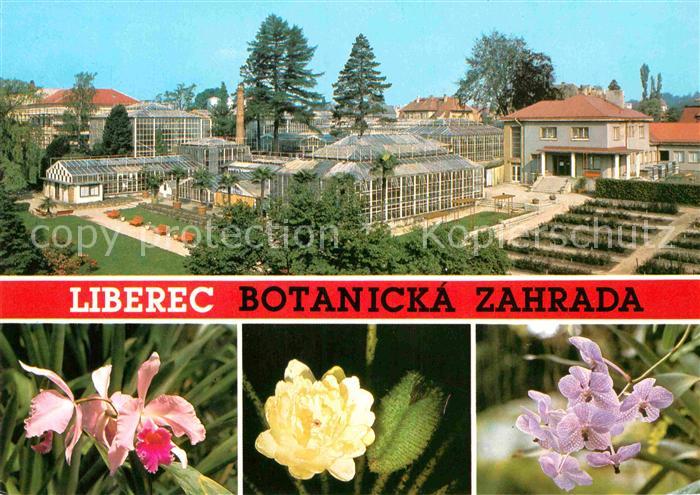 Liberec Botanicka Zahrada Cattleya hybr Victoria Regia Vanda Coerulea