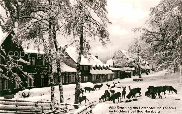 Bad Harzburg Wildfuetterung am Harzhotel Molkenhaus im Winter