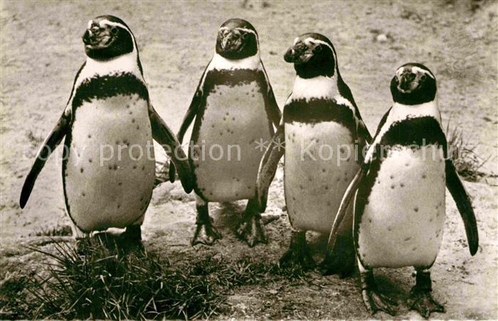 Pinguin Humboldt-Pinguine Zoo Berlin