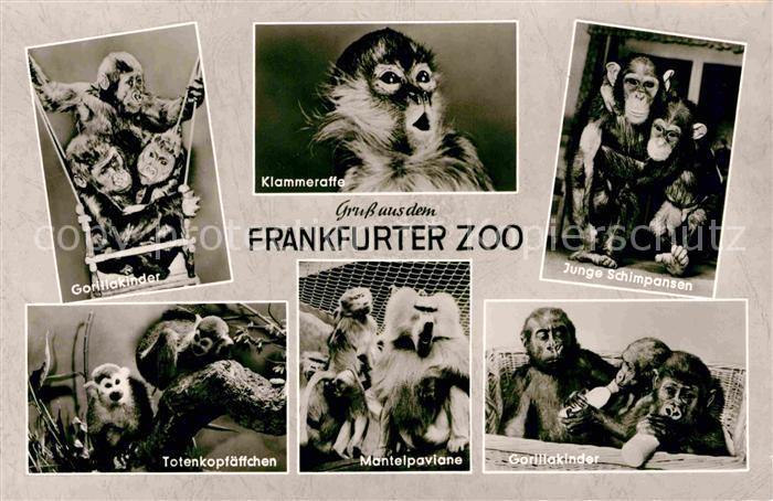 Zoo Frankfurt Gorillakinder Klammeraffe Schimpanse Totenkoepfchen