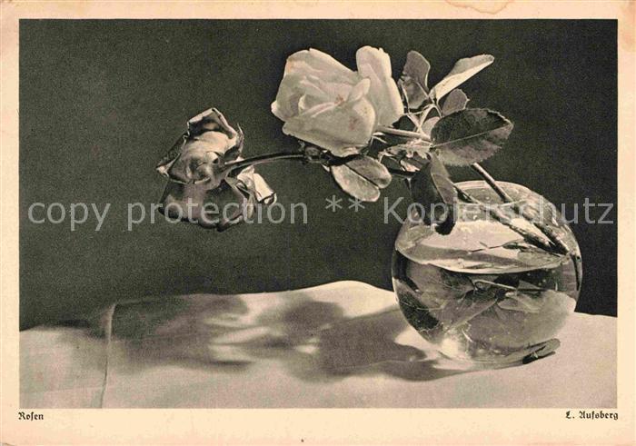 Rosen Foto L. Aufsberg