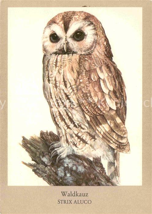 Voegel Birds Oiseaux Uccelli Pajaros-- Waldkauz Strix Aluco Zeichnung Matthias K