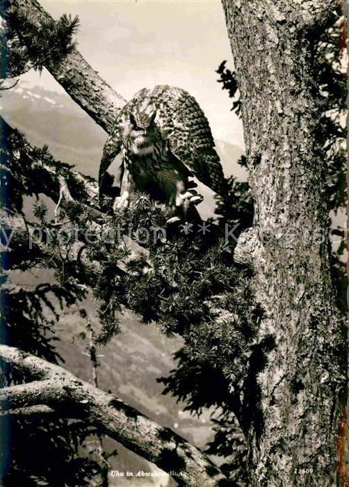 Voegel Birds Oiseaux Uccelli Pajaros-- Uhu in Abwehrstellung