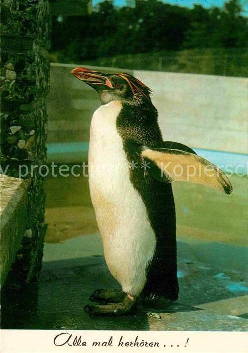 Pinguin Goldschopfpinguin
