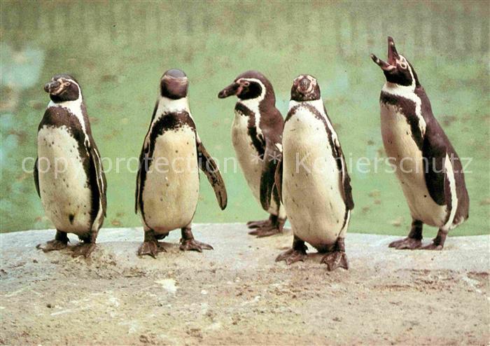 Pinguin Humboldt-Pinguine