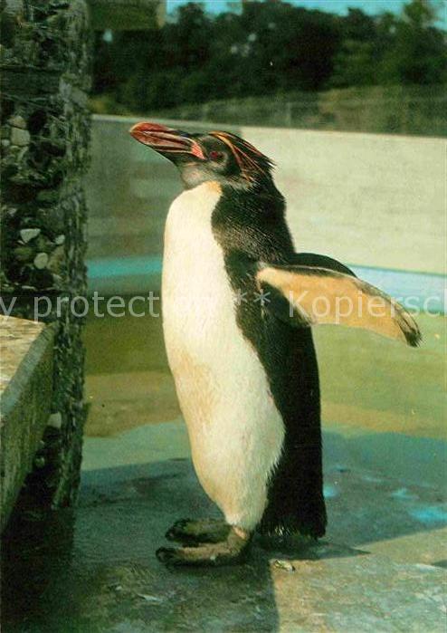 Pinguin Goldschopfpinguin
