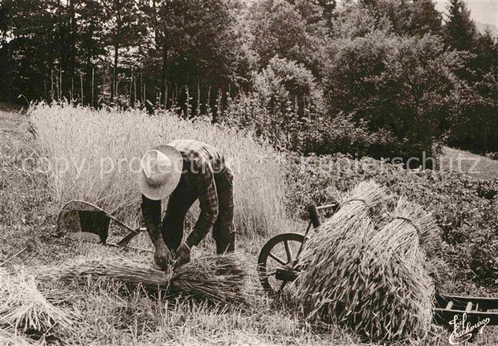 Landwirtschaft Erntearbeiter Moissonneur Vosges