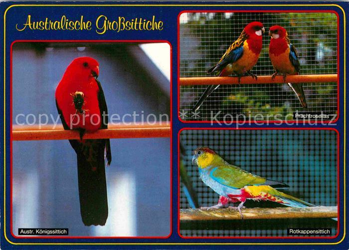 Voegel Birds Oiseaux Uccelli Pajaros-- Grosssittiche Australien Koenigssittich P