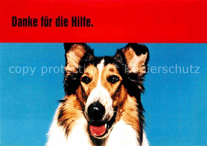 Hunde Collie Lassie TV-Serie Werbung Bild Zeitung