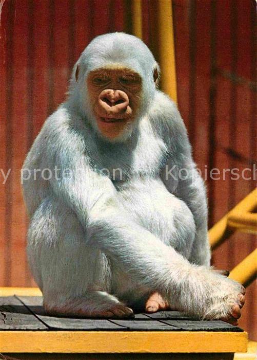 Affen Copito de Nieve Barcelona Parque Zoologico