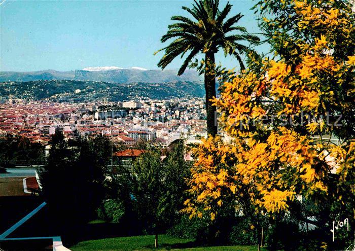 Nice Alpes Maritimes Les Mimosas en Fleur vue generale