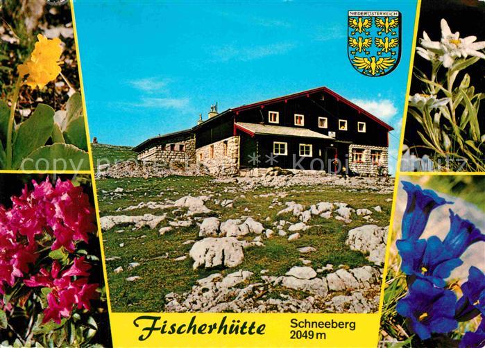Puchberg Schneeberg Fischerhuette Alpenflora Blauer Enzian Edelweiss