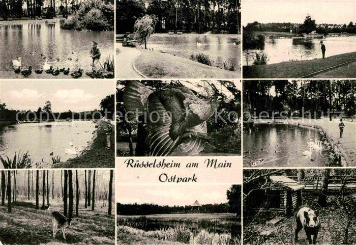 Ruesselsheim Main Ostpark Rotwild Wildschwein Schwaene