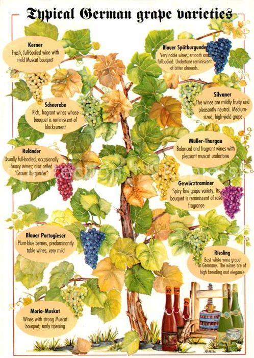 Wein Trauben Kerner Silvaner Mueller-Thurgau Riesling Morio-Muskat