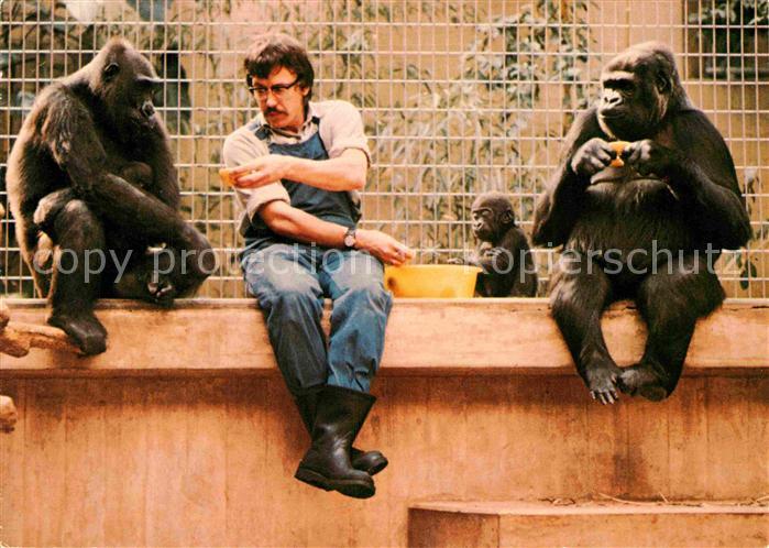 Affen Gorillamutter mit Jungen Zoo Basel Tierpfleger