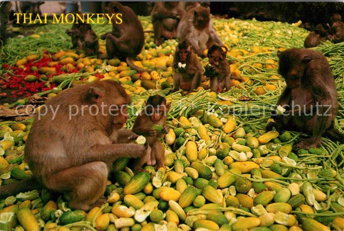 Affen Thai Monkeys Thailand